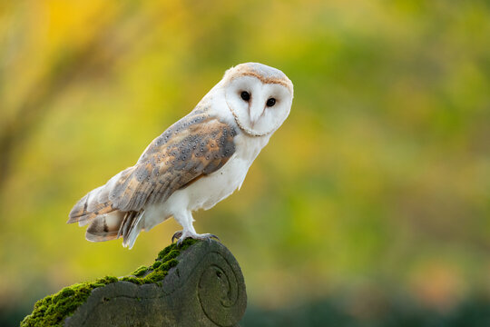 Barn Owl rescue